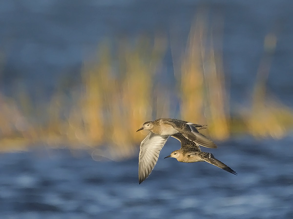 Suokukko, Ruff, Calidris pugnax